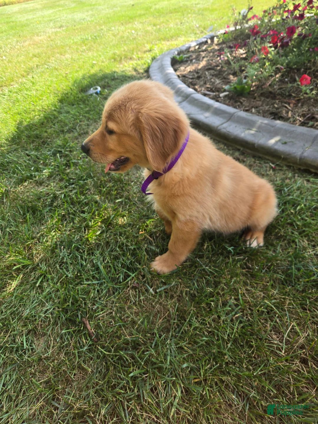 Golden Retriever dogs for sale: Golden Retriever 1 Layla - Ad 2