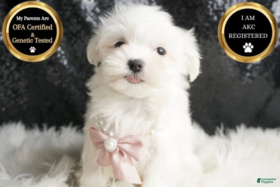 Maltese dogs for sale: Angel - Ad 2
