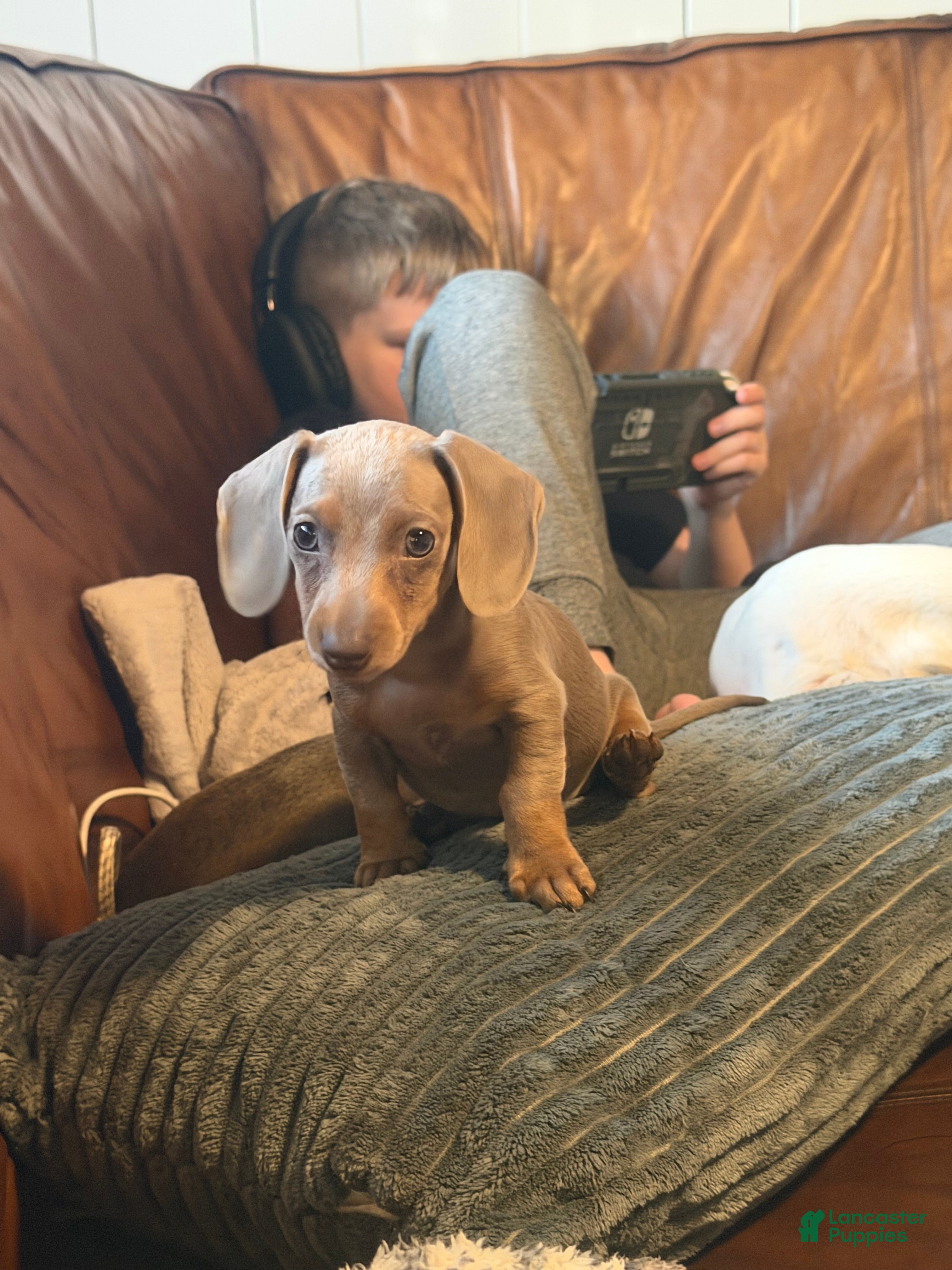 Miniature Dachshund dogs Miniature Dachshund Puppy 4 - Ad 1