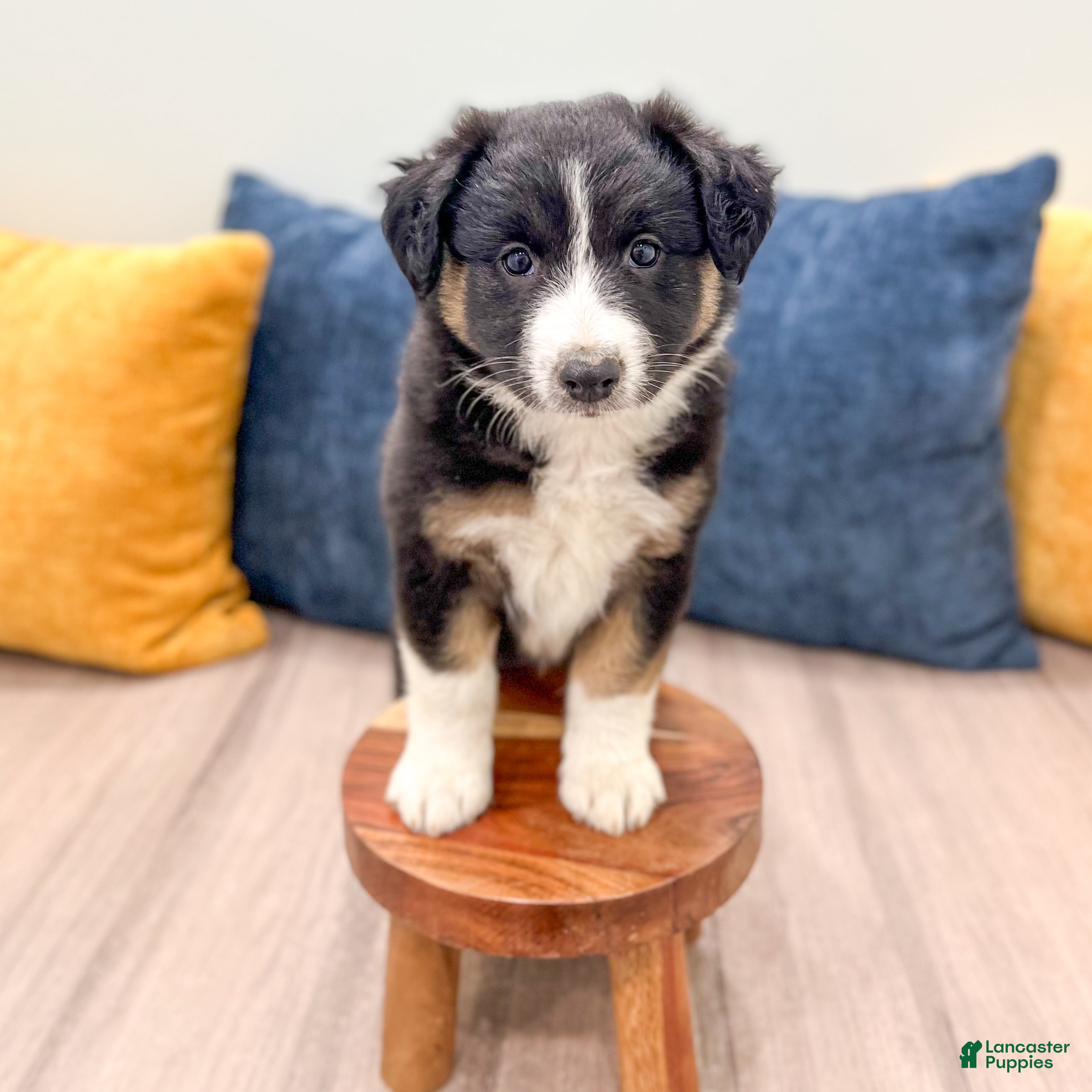 Australian Shepherd dogs Sadie - Ad 2