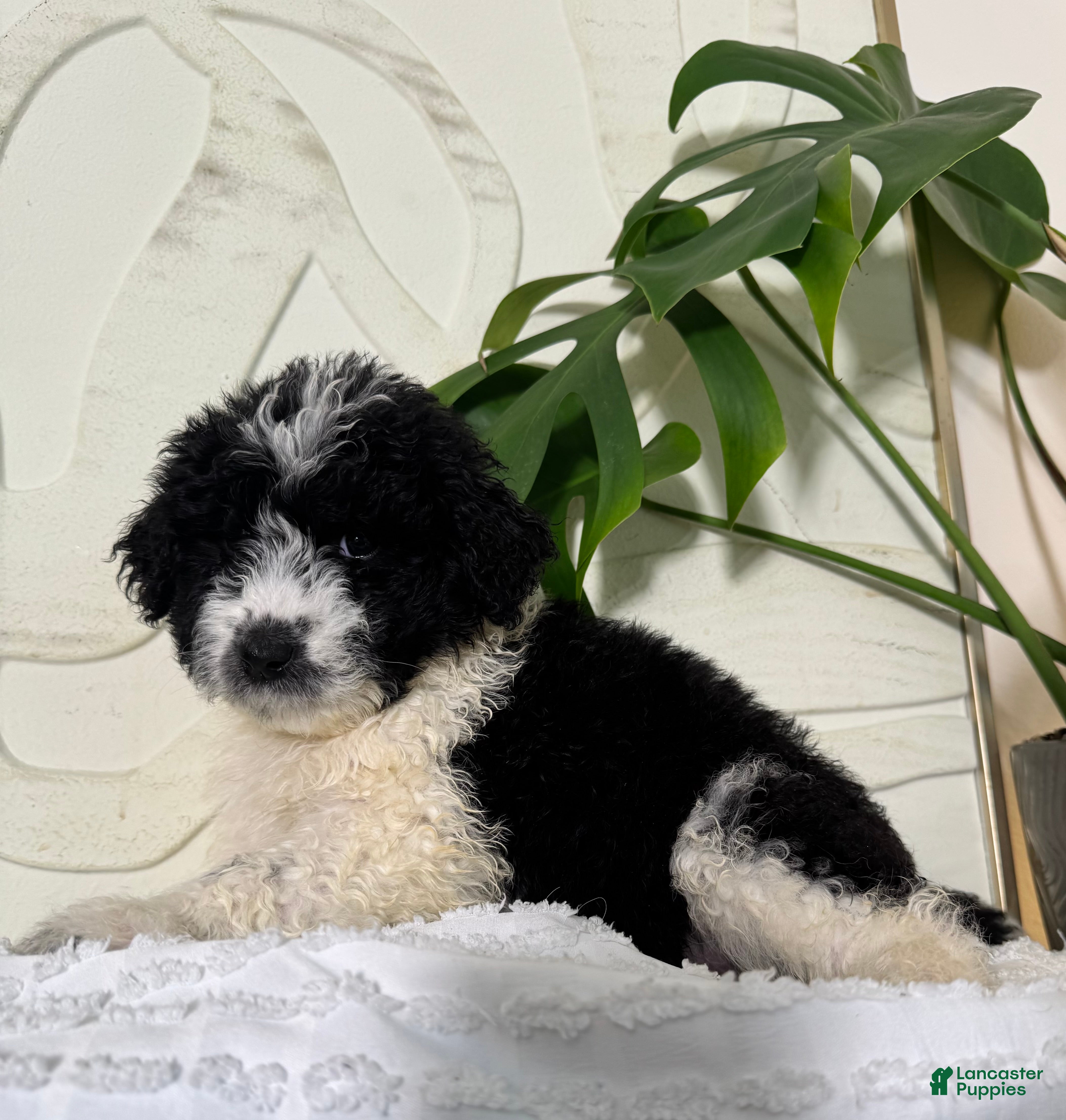 Mixed Breed dogs Mixed Breed Puppy 7 - Ad 25