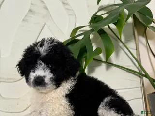 Mixed Breed dogs Mixed Breed Puppy 7 - Ad 25