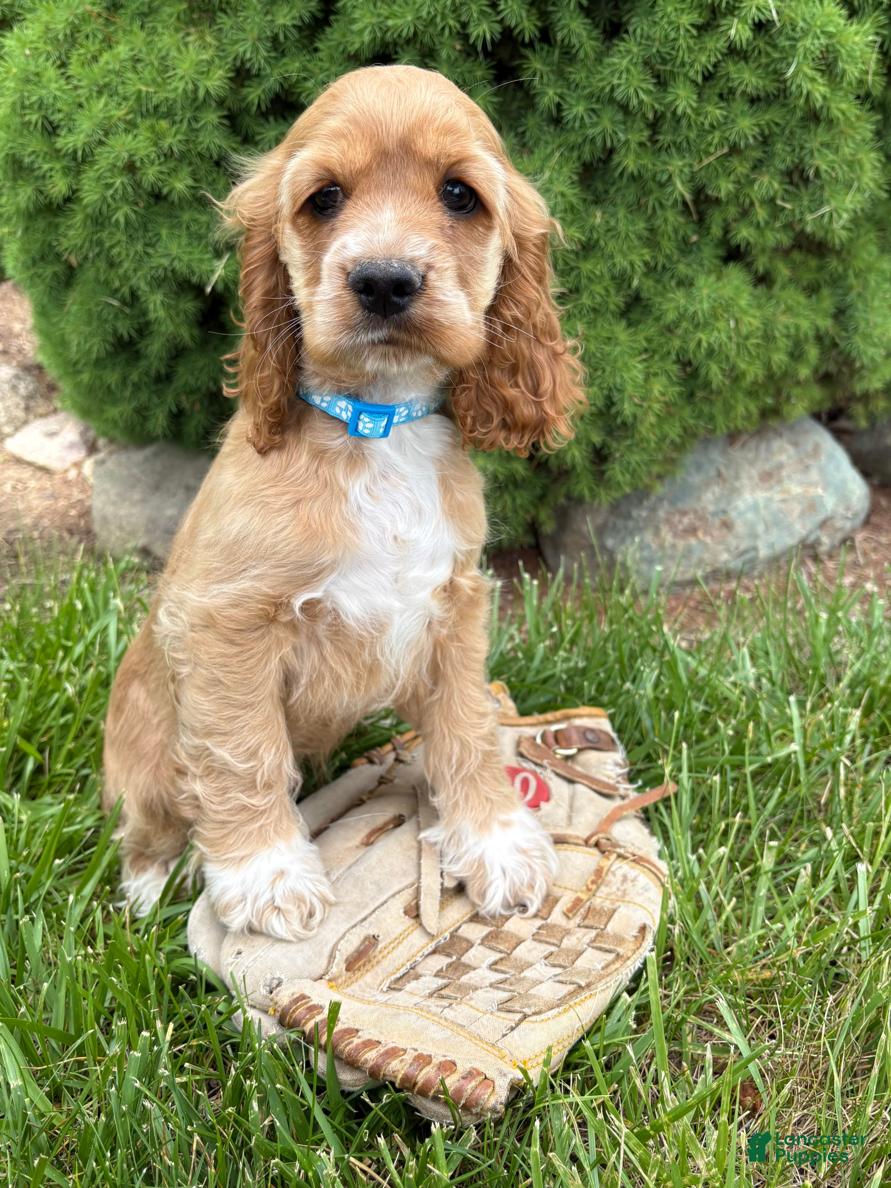 Cocker Spaniel dogs Jed - Ad 1