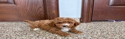 Cavapoo dogs for sale: Cavapoo F1b Female Puppy 5 - Ad 7