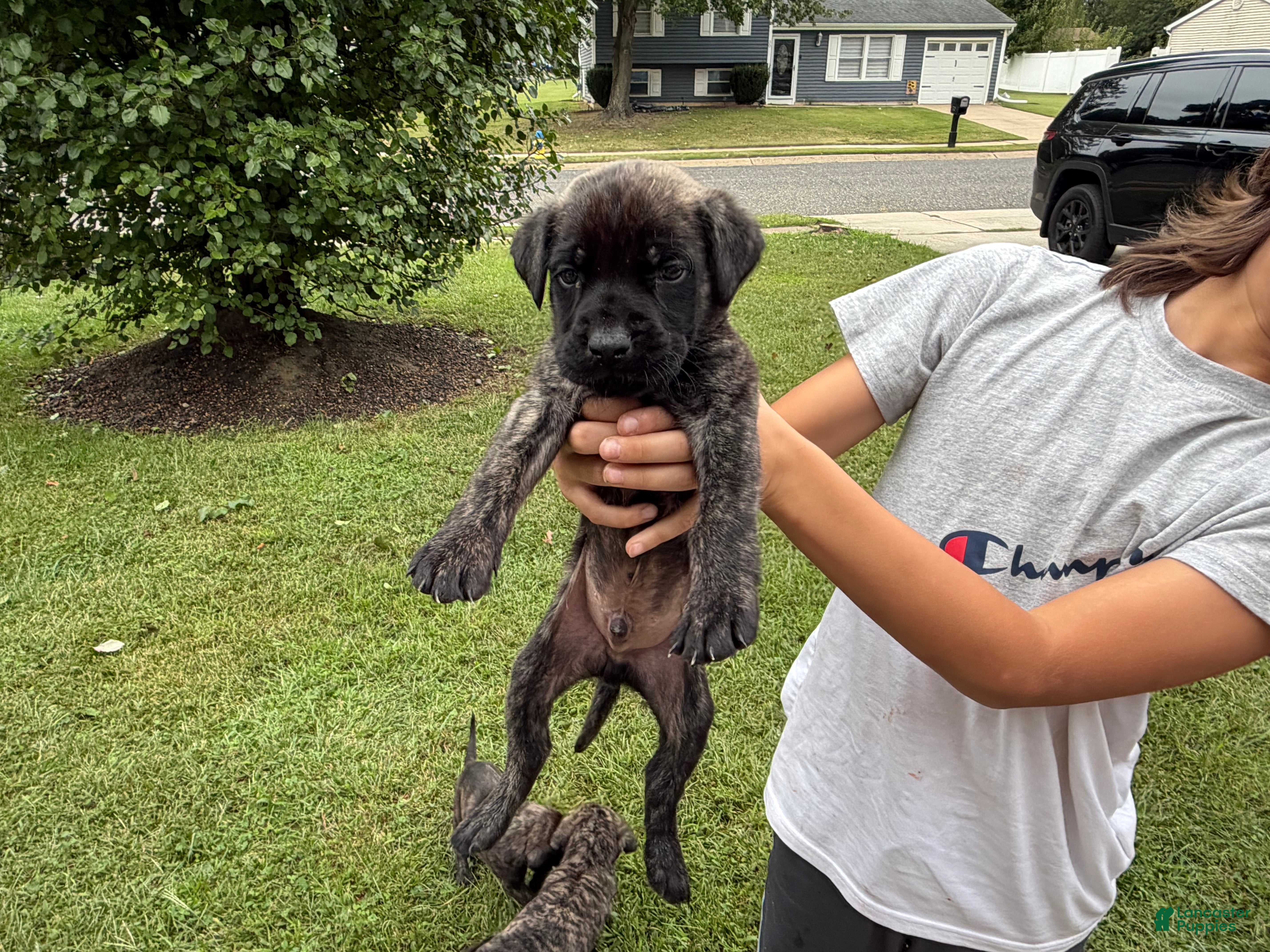 English Mastiff dogs echo  - Ad 29