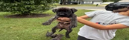 English Mastiff dogs for sale: echo  - Ad 1