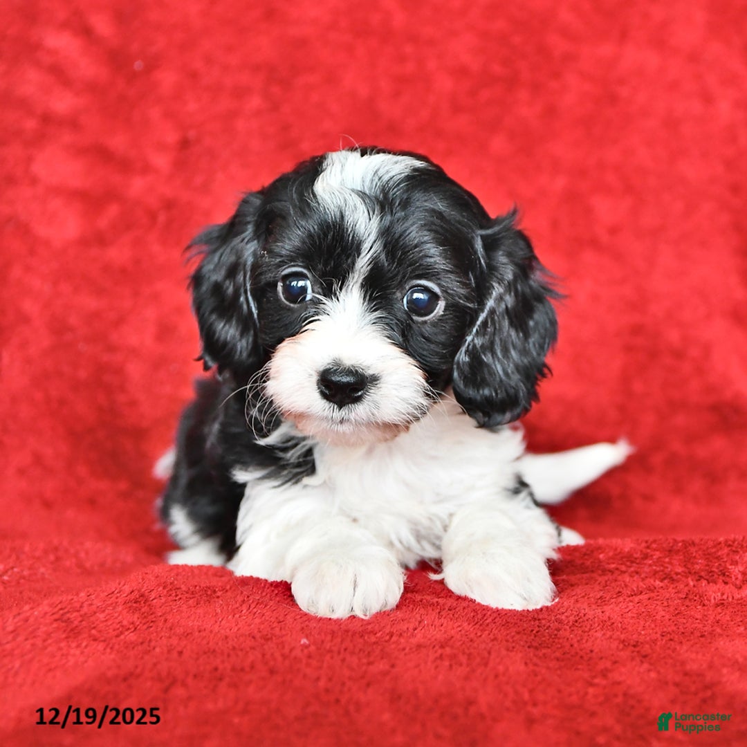 Cavapoo dogs for sale: Abigail - Ad 1