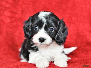 Cavapoo dogs Abigail - Ad 31