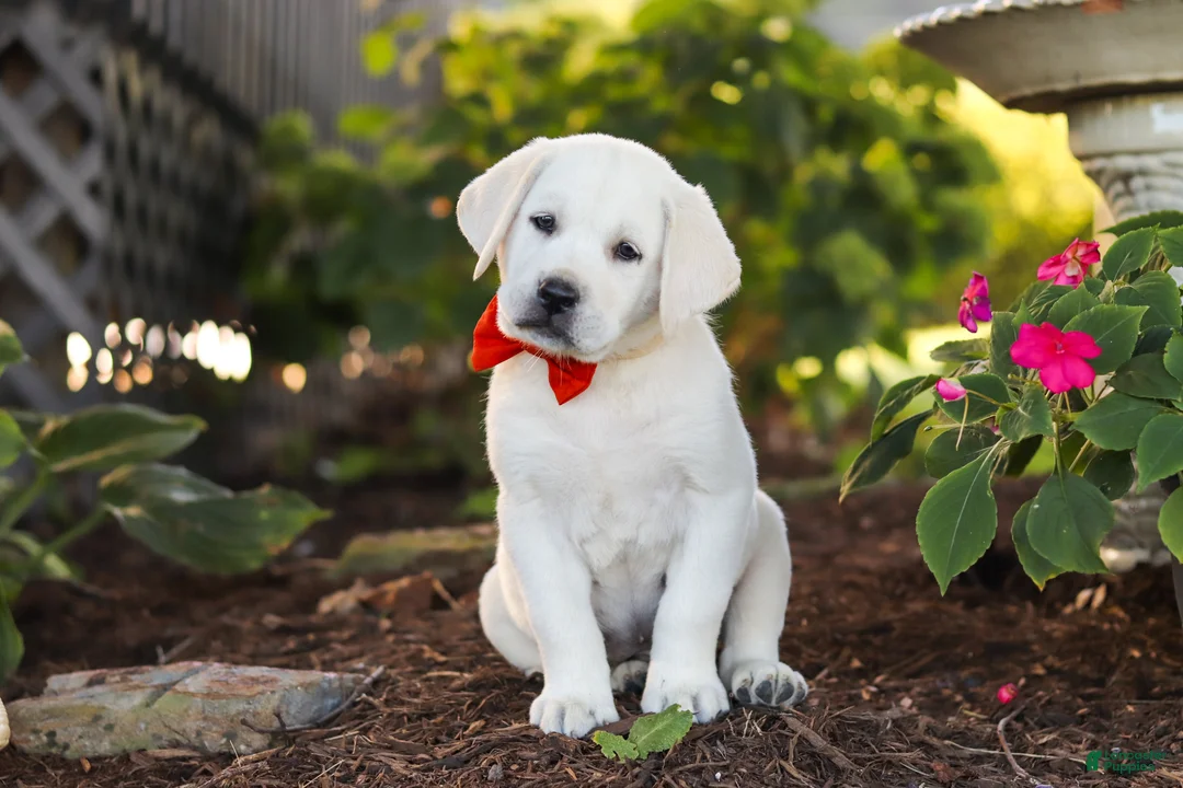 Labrador Retriever dogs for sale: Stormy - Ad 1
