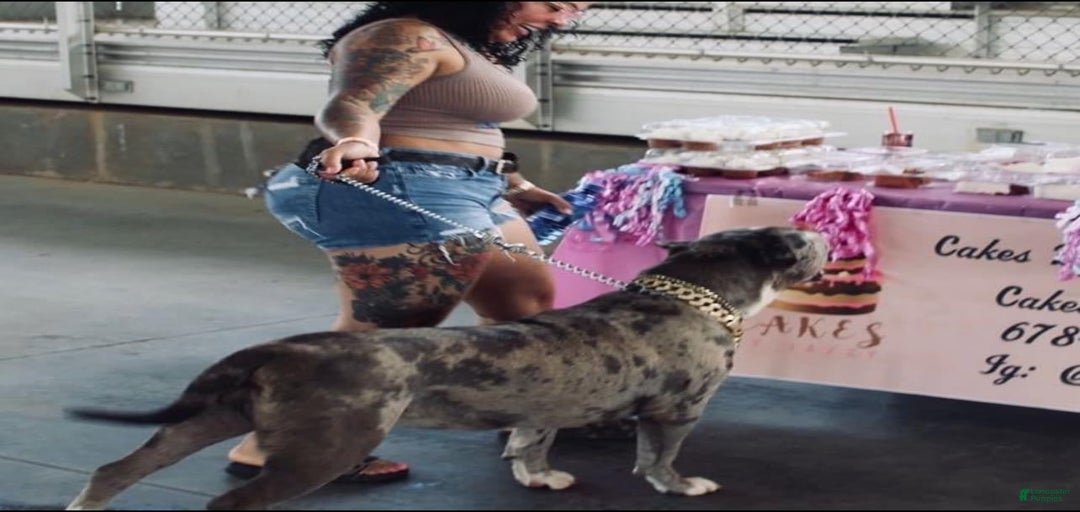 Gallery Image {{count}}