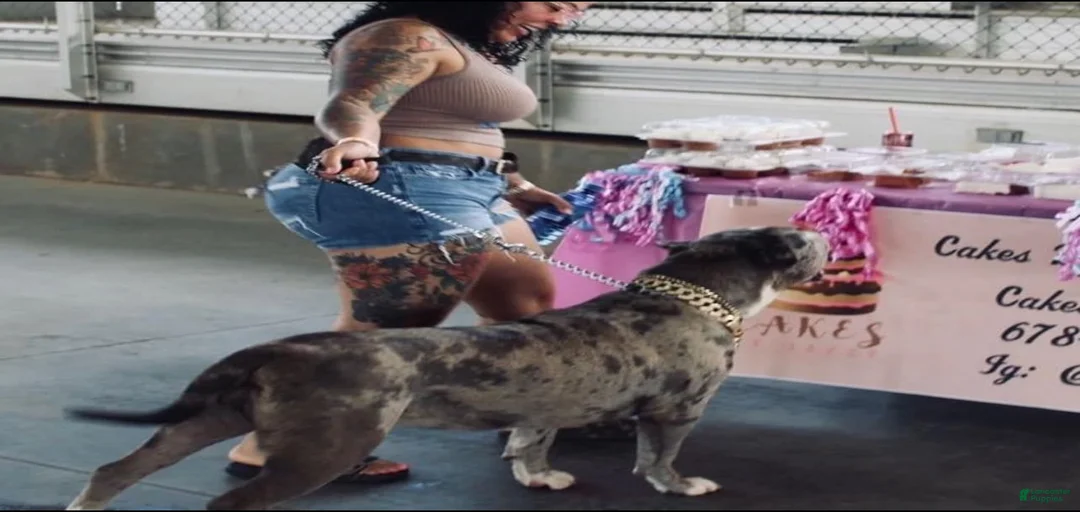 Gallery Image {{count}}