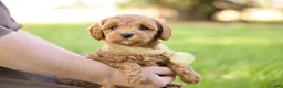 Goldendoodle dogs for sale: Ladybug - Ad 5