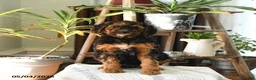 Standard Poodle dogs for sale: Dixie - Ad 3