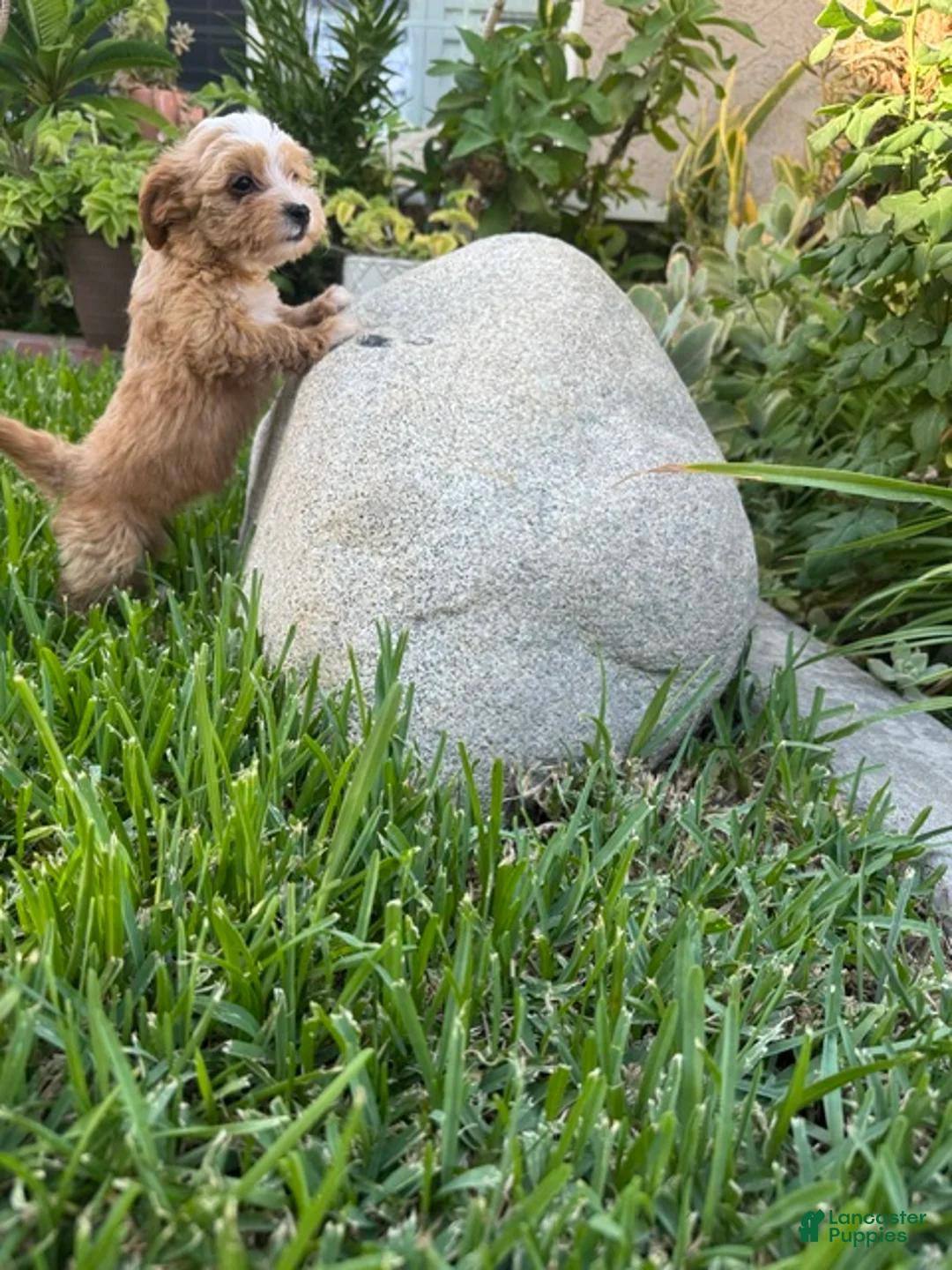 Maltipoo dogs for sale: Maltipoo 4 - Ad 1