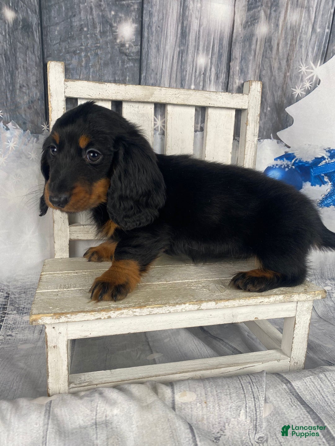 Miniature Dachshund dogs for sale: Daisy - Ad 7