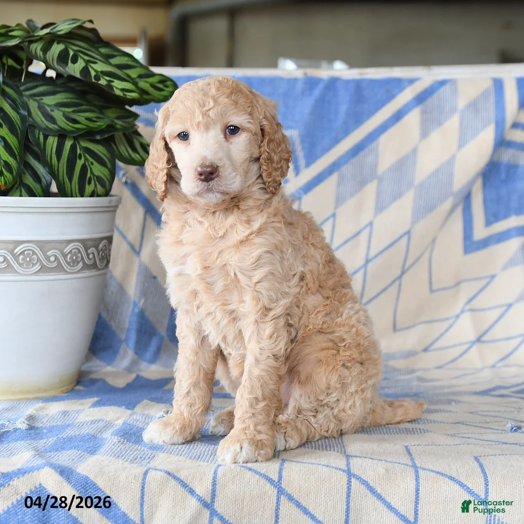 Standard Poodle dogs for sale: Patricia - Ad 2