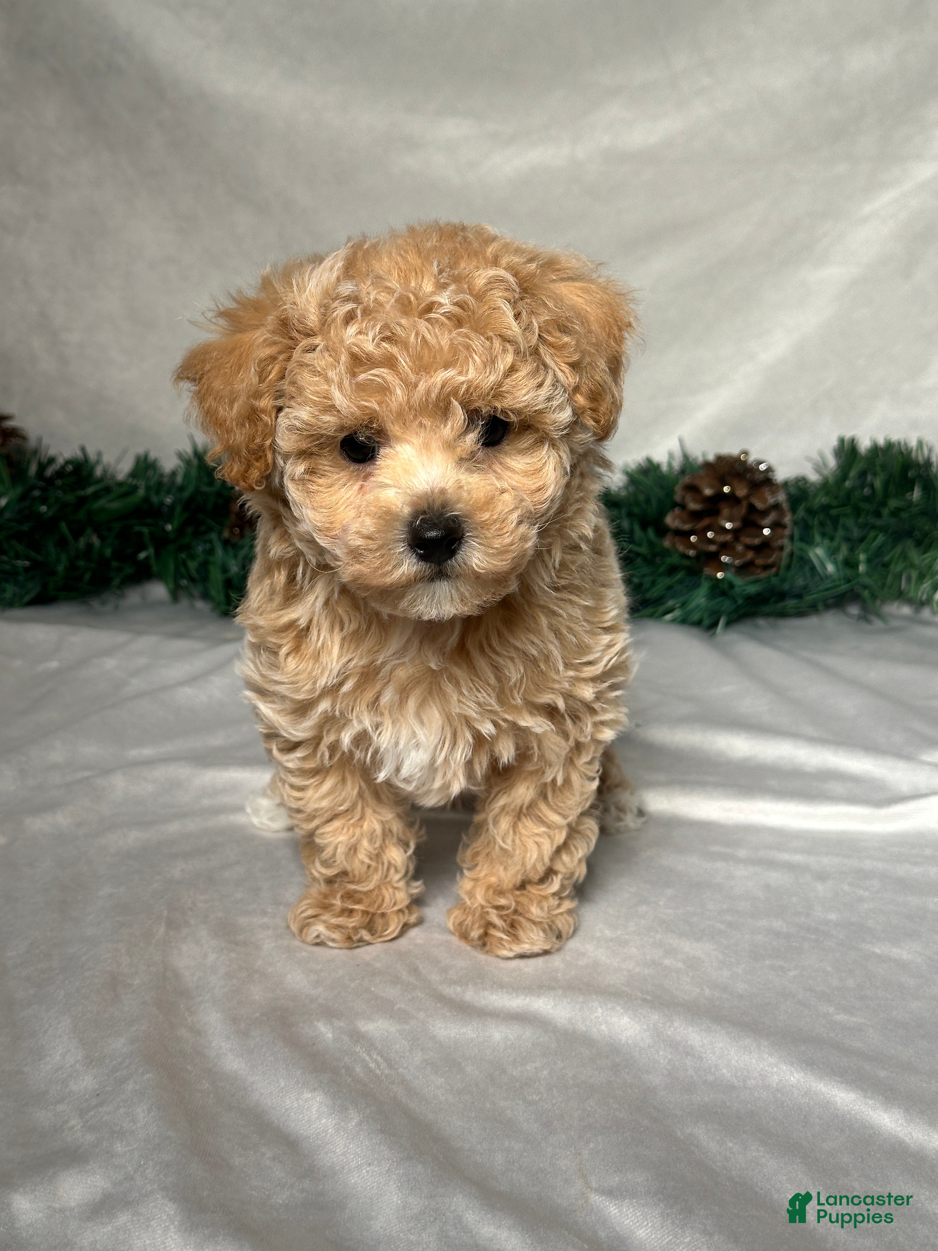 Bichpoo dogs Tommy - Ad 39