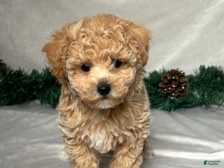 Bichpoo dogs Tommy - Ad 39