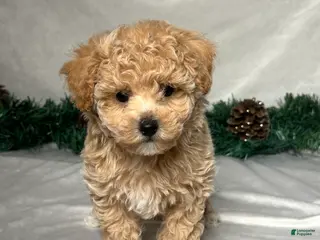 Bichpoo dogs Tommy - Ad 36