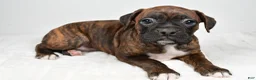 Boxer dogs for sale: Roxy - Ad 8