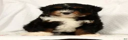 Mini Aussiedoodle dogs for sale: Sandy - Ad 4