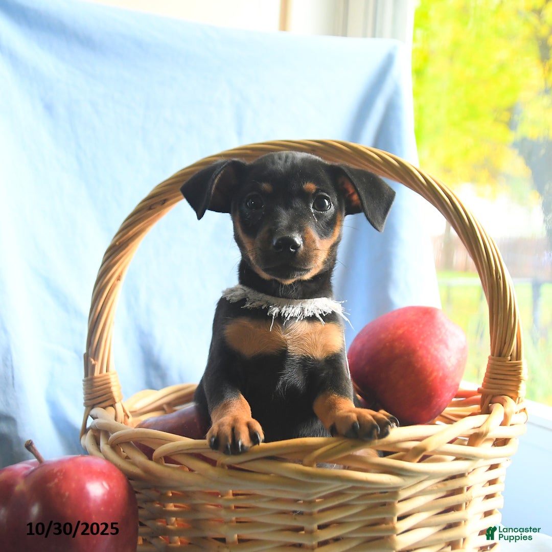 Mixed Breed dogs for sale: Ganaderma - Ad 2