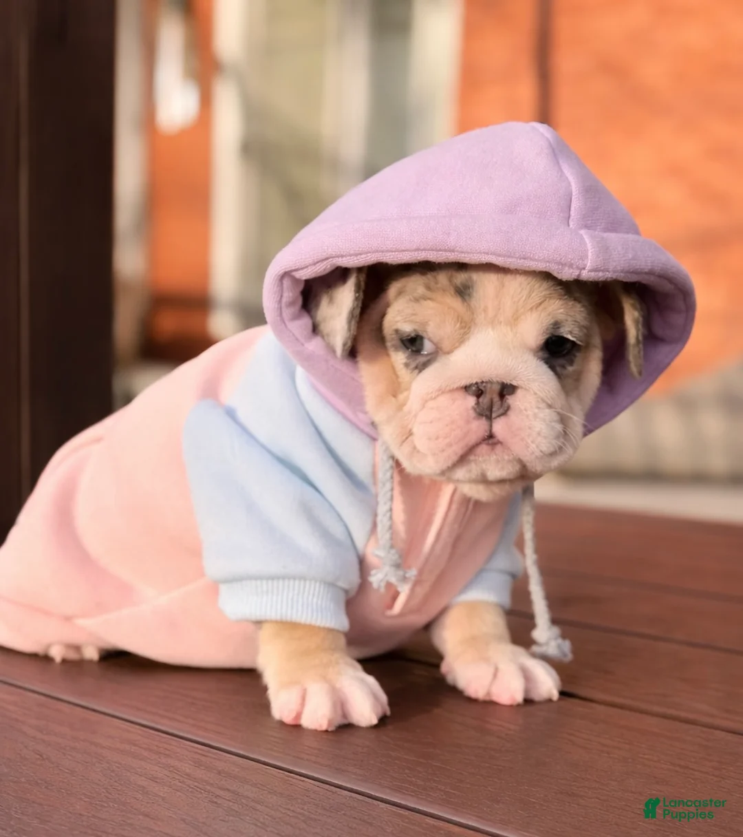 English Bulldog dogs for sale: Katerina - Ad 6