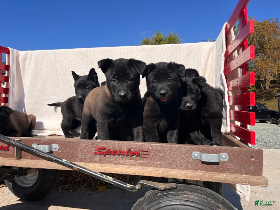 Belgian Malinois dogs for sale: Bella❤️AKC Mom and Dad are here to meet - Ad 2