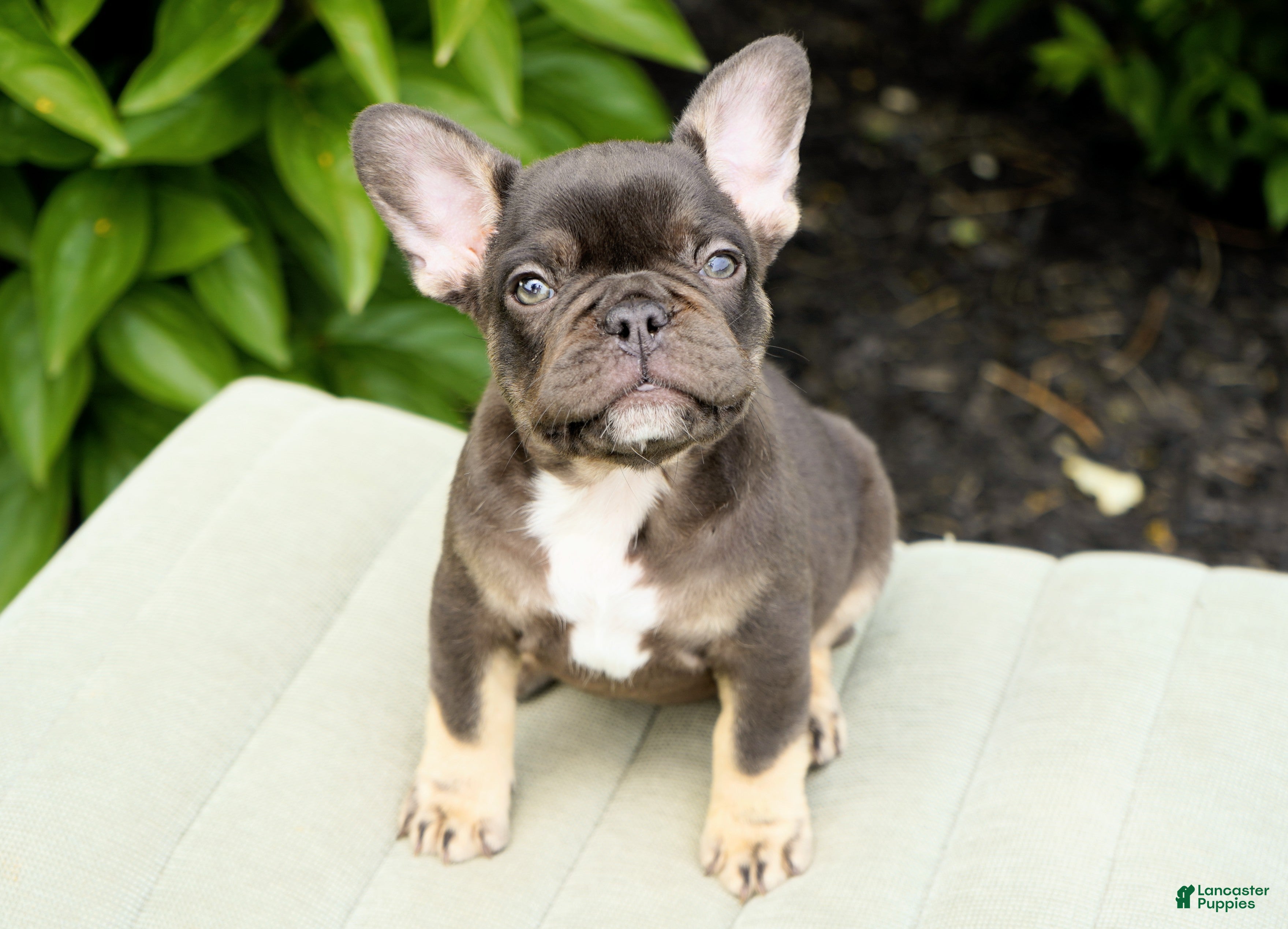 French Bulldog dogs Truffle - Ad 2