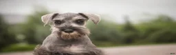 Miniature Schnauzer dogs for sale: Quartz Miniature Schnauzer  - Ad 10