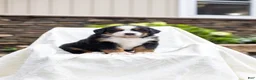 Bernese Mountain Dog dogs for sale: Roxy - Ad 1