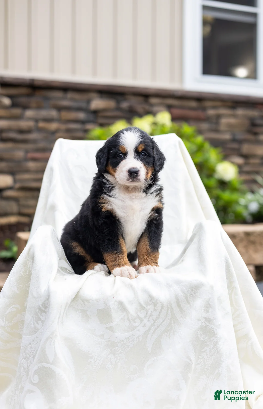 Bernese Mountain Dog dogs for sale: Roxy - Ad 1