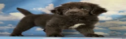 Newfoundland dogs for sale: Phoebe DNA clear OFA Gray - Ad 5