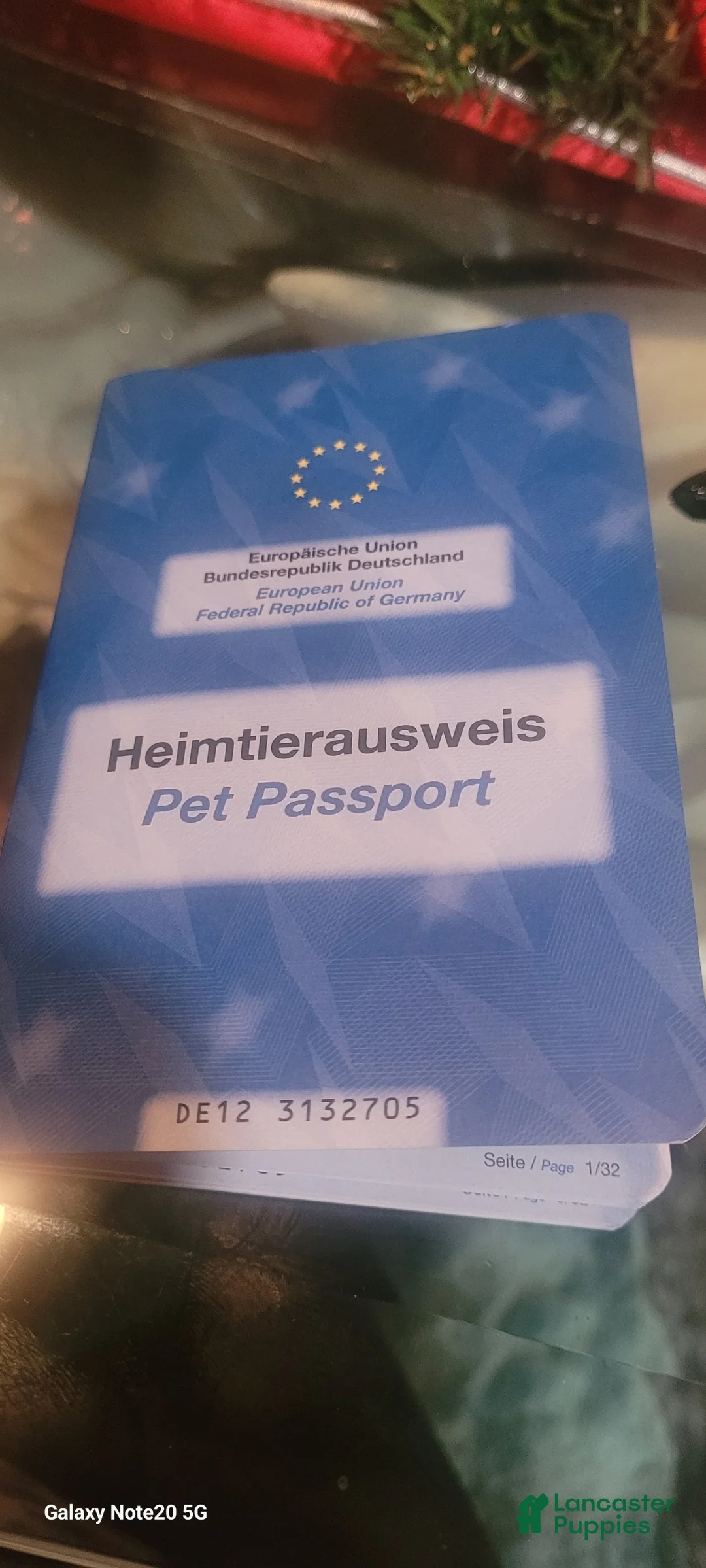 German Shepherd dogs for sale: Dasher - Ad 18