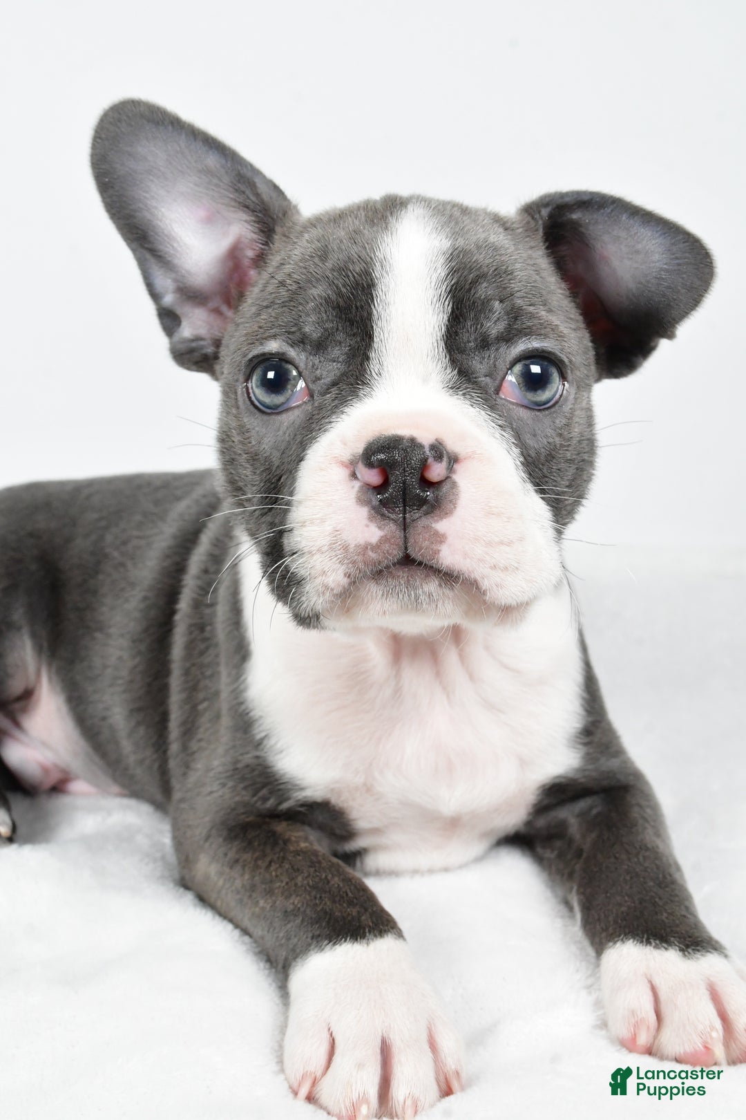 Boston Terrier dogs for sale: Ivory - Ad 4
