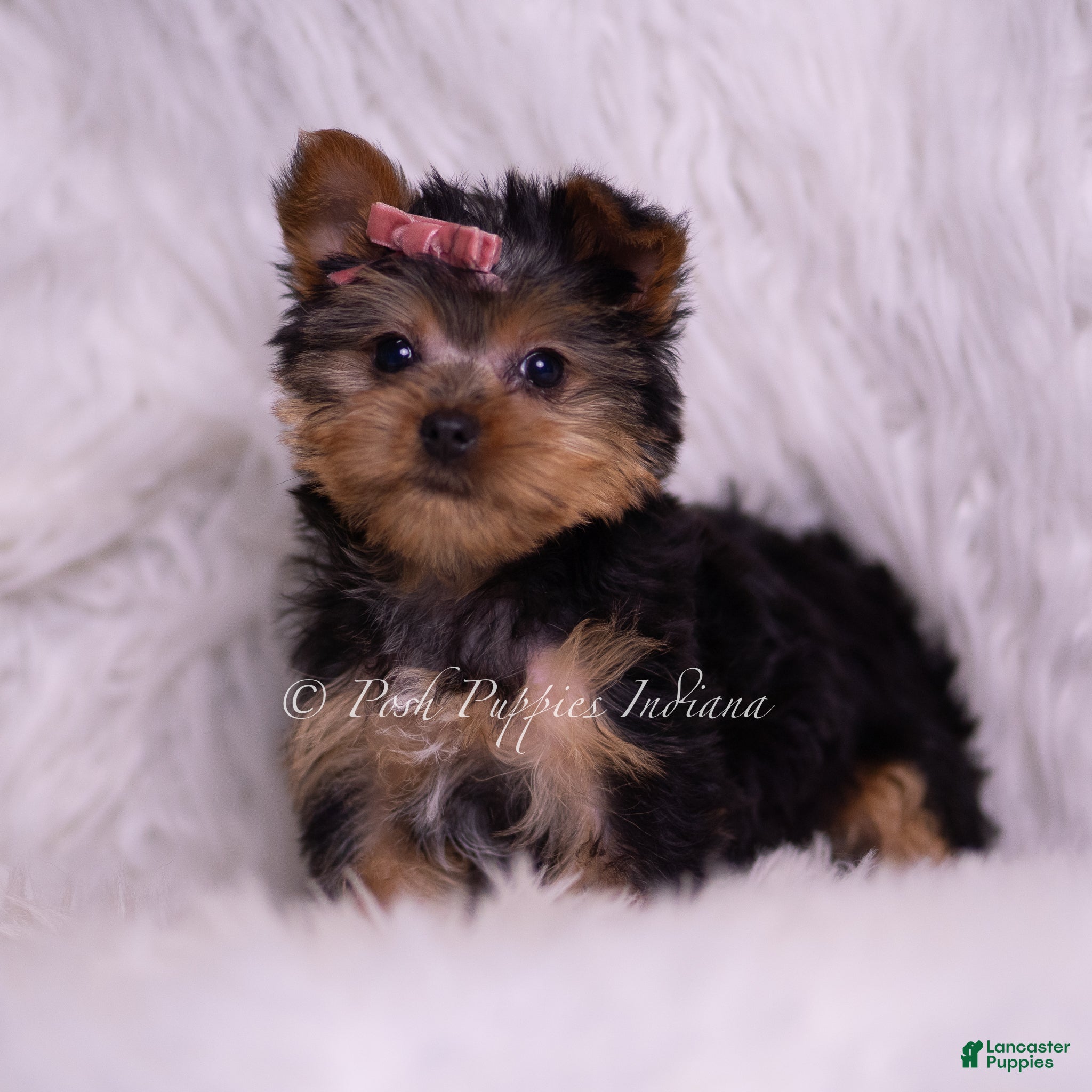 Yorkshire Terrier dogs Tiny Tina - Ad 17