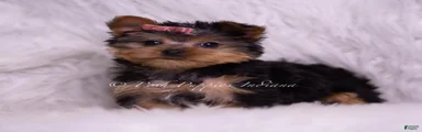 Tiny Tina