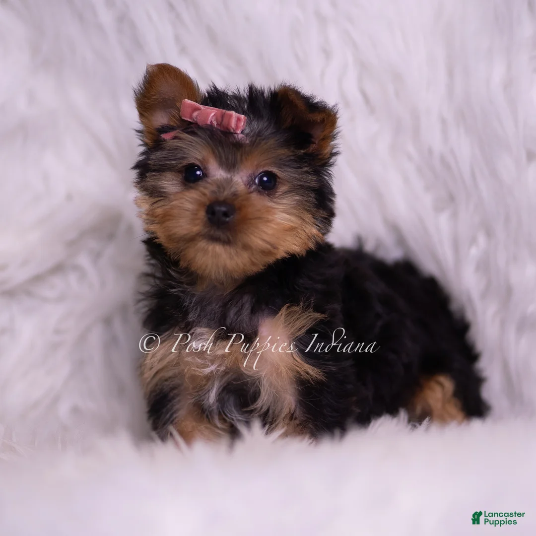 Yorkshire Terrier dogs for sale: Tiny Tina - Ad 1