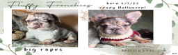French Bulldog dogs for sale: Big Rope Lilac tan Merle Fluffy Male  - Ad 14