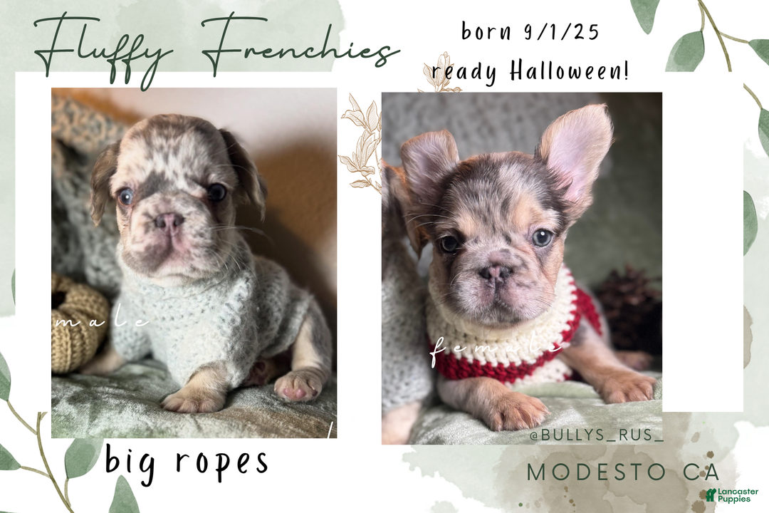 French Bulldog dogs for sale: Big Rope Lilac tan Merle Fluffy Male  - Ad 14