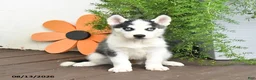 Gerberian Shepsky dogs for sale: Flurry - Ad 3