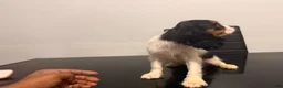 Cavalier King Charles Spaniel dogs for sale: princess - Ad 3