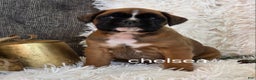 Boxer dogs for sale: Chelsea - Ad 1