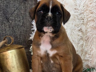 Boxer dogs Chelsea - Ad 4