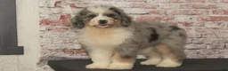 Bernedoodle dogs for sale: Dora Bernedoodle 6 - Ad 8
