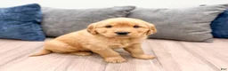 Golden Retriever dogs for sale: Lexi - Ad 1