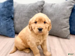 Golden Retriever dogs for sale: Lexi - Ad 1