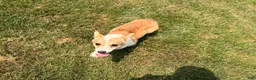 Welsh Corgi Pembroke dogs for sale: SKYLER - Ad 13