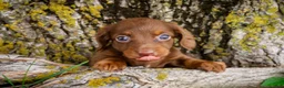 Dachshund dogs for sale: Andoullie - Ad 2