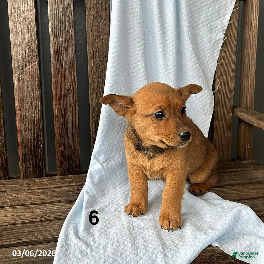 Mixed Breed dogs for sale: Rex - Ad 1